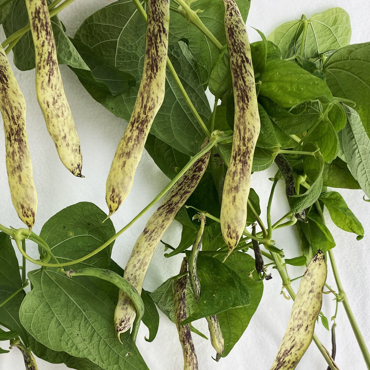 Dragon Beans