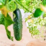Cucumber on a vine on the Gardyn Home device