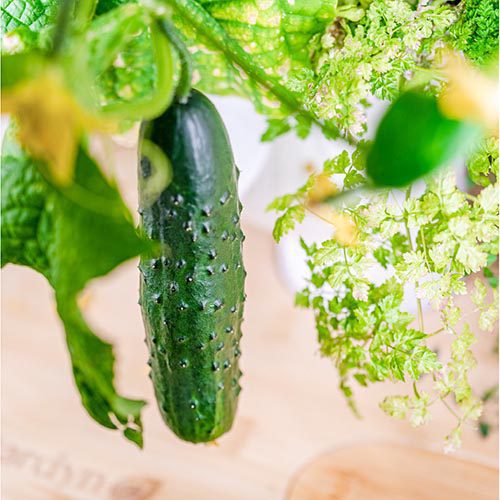 Cucumber on a vine on the Gardyn Home device