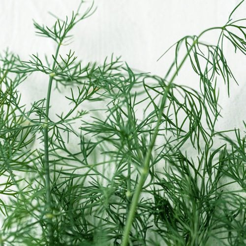 Dill