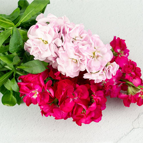 Pink Stock Flower