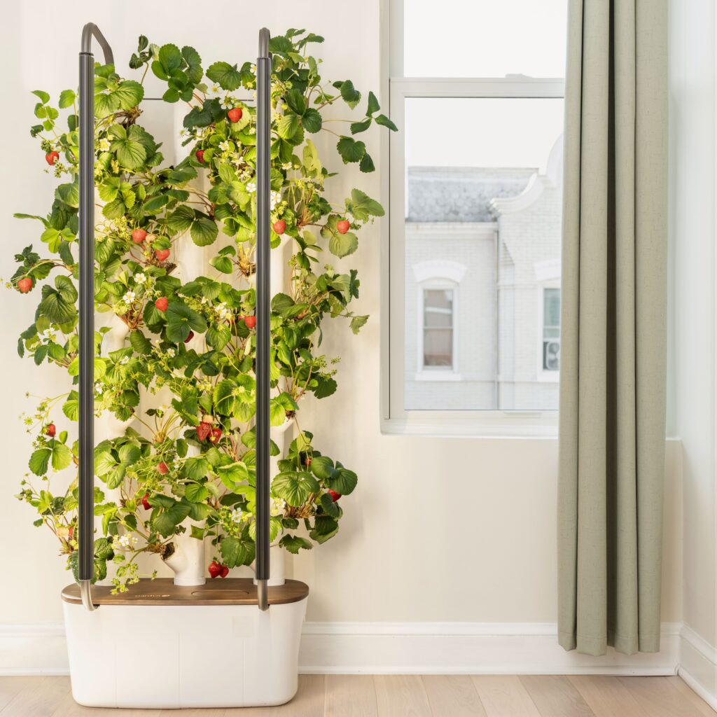 Gardyn home with 30 plants including strawberries sits next to a window