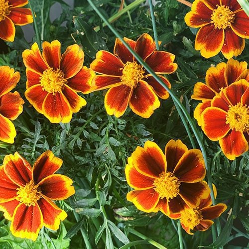 Marietta Marigold