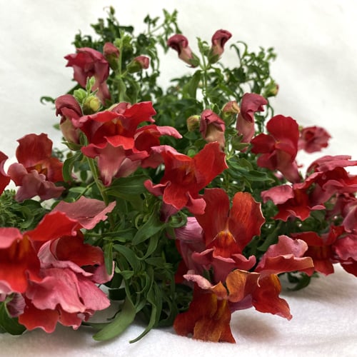 Scarlet Snapdragon