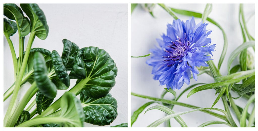 Tatsoi and Cornflower plant