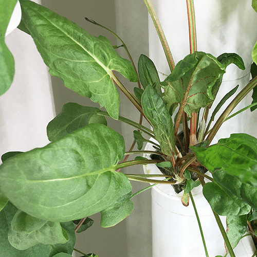 Sorrel