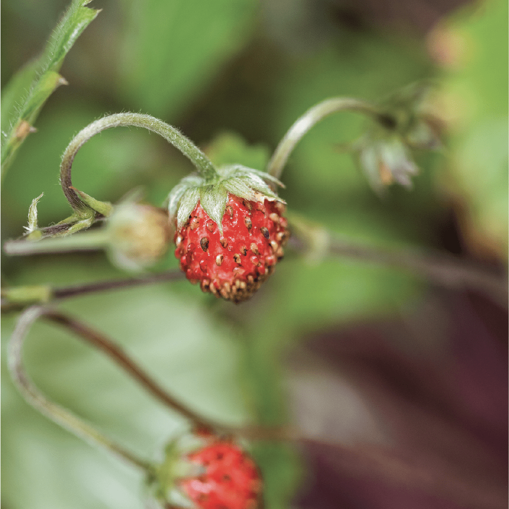 Mini Strawberries